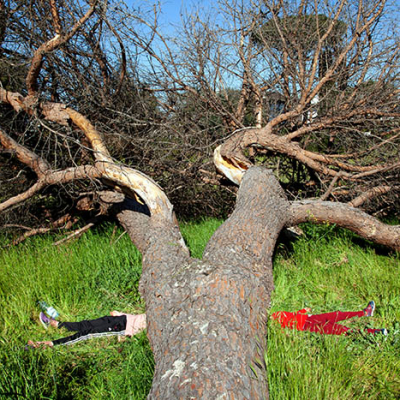 Helo _ The Killer Tree